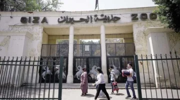 موعد افتتاح حديقة الحيوان بالجيزة في 2025 وتفاصيل التحضيرات التي تستعد لها المدينة 1